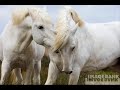 ben... des chevaux ^^
(faites comme si la vid�o venait de flo, parce qu'elle a pas de compte youtube :p)