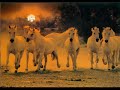ben... des chevaux ^^
(faites comme si la vid�o venait de flo, parce qu'elle a pas de compte youtube :p)
