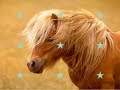 ben... des chevaux ^^
(faites comme si la vid�o venait de flo, parce qu'elle a pas de compte youtube :p)