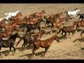 Vidéo de chevaux