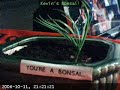 Kevins Bonsai #1