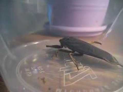 Giant Water Bug