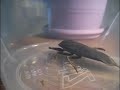 Giant Water Bug Giant Water Bug