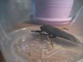 Giant Water Bug