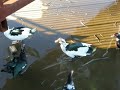 Muscovy Duck Head-Bob Language