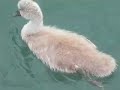 Swans feeding in Schull Swans feeding in Schull