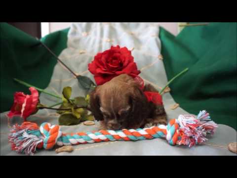 Chewie AKC Chocolate Sable Male Cocker Spaniel Puppy for sale