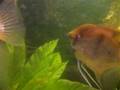 videos de discus.angelfish and severum
