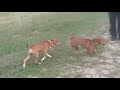 ginger and rosie dog park play