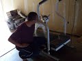 Dog on Treadmill (Torture)