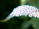 Powell Gardens