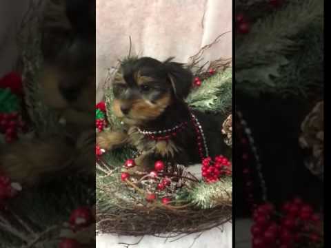 Cute Sweet Yorkie Puppy Great With Kids UTD with Vaccines