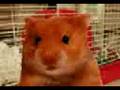 videos de Harry the hamster what are you looking at