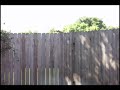 Squirrel Terrorizes Dog