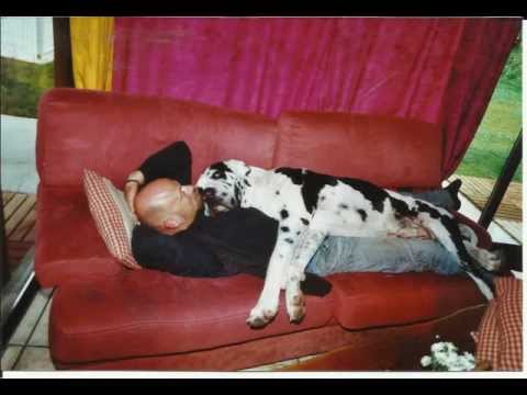 dogue allemand