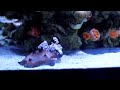 Click here to watch this video MedRed's Harlequin Shrimp Capturing a Chocolate Chip Starfish