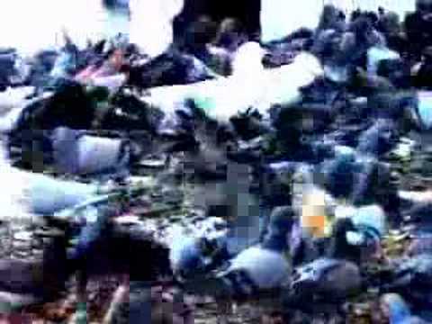 google earth car simulator. Canberra Google Earth Flight