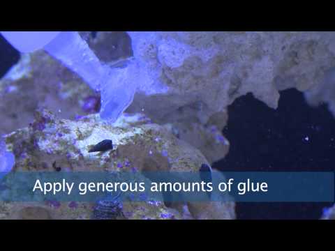 Coral Glue Instructional Video