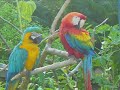 Steve Vai - For The Love of God - Natureza /Biodiversidade
