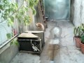 el perro tel ladrando