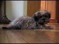 Dramatic Puppy