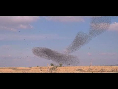 Israel: Vogelschwarm veranstaltet Naturspektakel