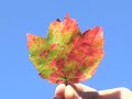 CapeCast: Foliage throwdown!