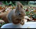 Last ten nuts of Eichhorn Last ten nuts of Eichhorn