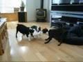 Bostons gone Wild!