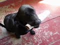 Porter, the dog at Every Day Wine, is cute Porter, the dog at Every Day Wine, is cute