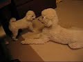 The Fighting Talking Poodles