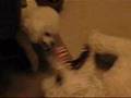 The Fighting Talking Poodles