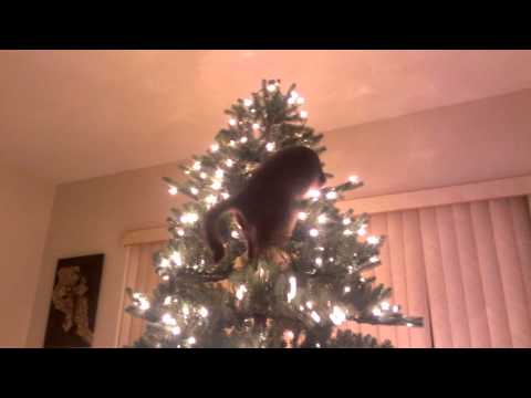 how to keep cat out of christmas tree