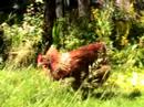 The chickens go free range