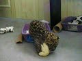 1 month old chinese leopard cub