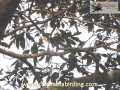 Maroon-tailed Parakeet - Pyrrhura melanura - www.colombiabirding.com