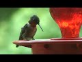 Young Male Ruby Throat Hummingbird
