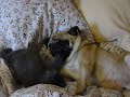 Toby the Pug attacked by Harry the Kitten