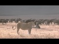 Battle at Kruger! - Lion Buffalo Standoff - in HD