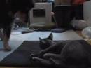 Ender the Korat 1 Ender the Korat 1