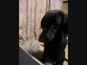 Mist-saury Flat Coated Retriever