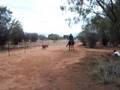 videos de Andrew and Clancy cutting