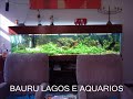 bauru lagos e aquários leva até você um pedacinho da natureza. acesse nosso site http://acquapeixes.weebly.com 