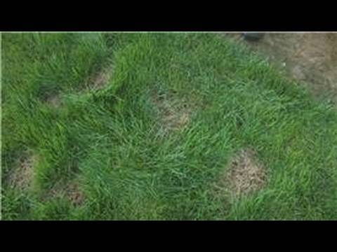 how to care lawn