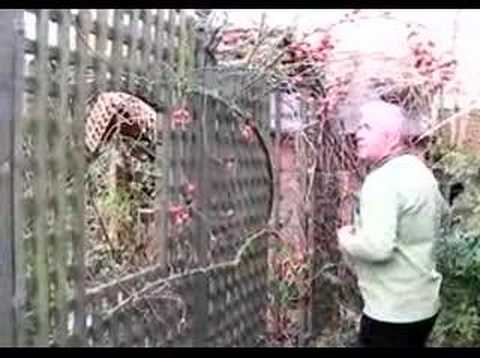 Hoggywart - We prune roses for several reasons. Regular pruning helps to keep their size under control, though we must remember that all roses have a predetermined 'idea...