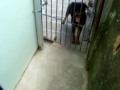 Ozzy (o todo preto) vs Thor (Rottweiler)