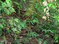 Mousedeer foraging