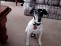 うたう犬動画