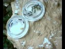 Polyrhachis dives eating timelapse zeitraffer ant ameise Polyrhachis dives eating timelapse zeitraffer ant ameise