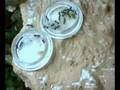 videos de Polyrhachis dives eating timelapse zeitraffer ant ameise